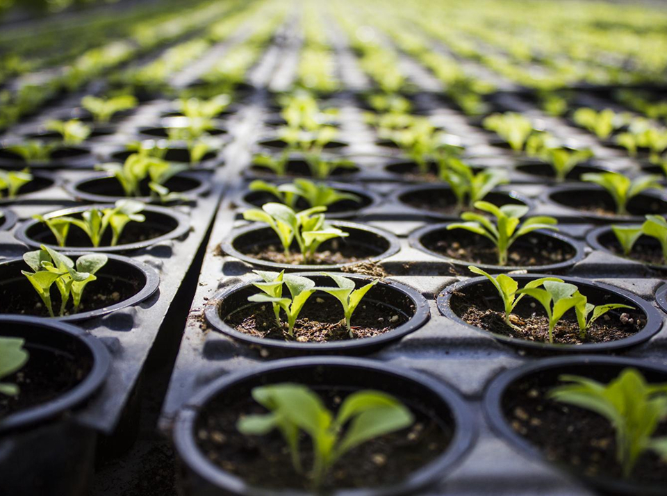 Выращивание и продажа рассады