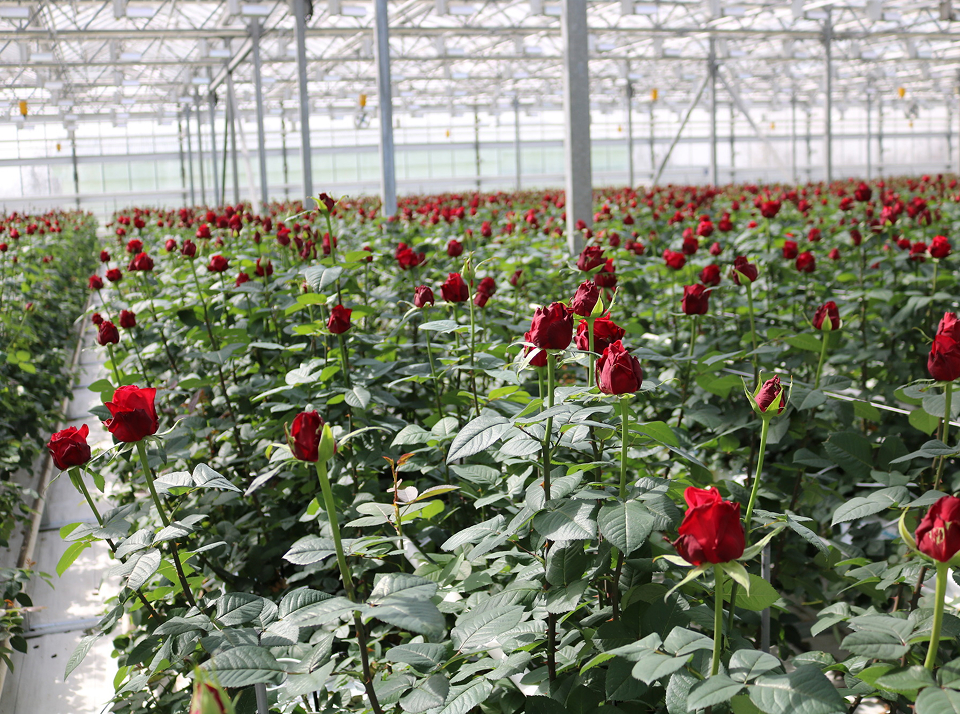 Выращивание роз