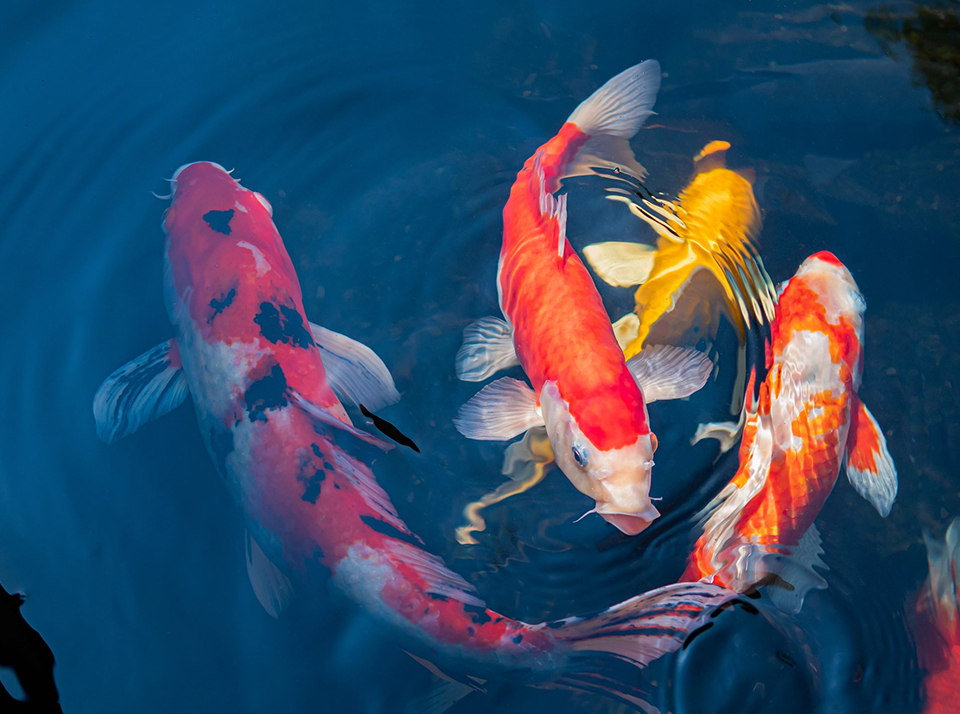 30 бизнес-идей для сельской местности, актуальных в 2023 году