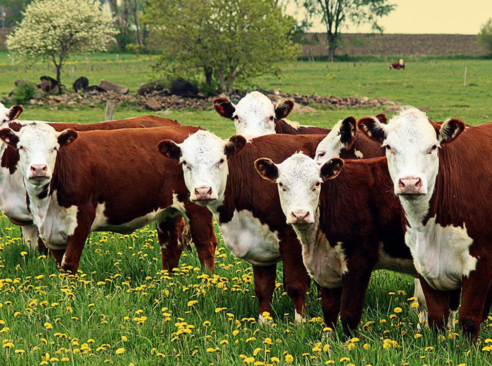 Животноводство