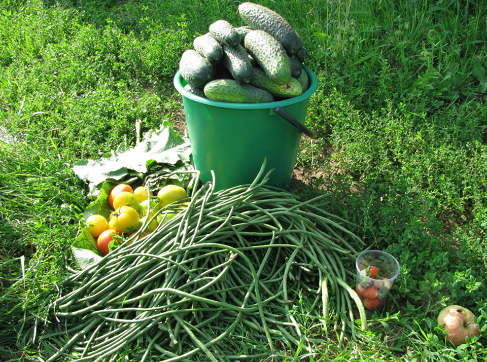 Как продать урожай со своего огорода и кто может это делать