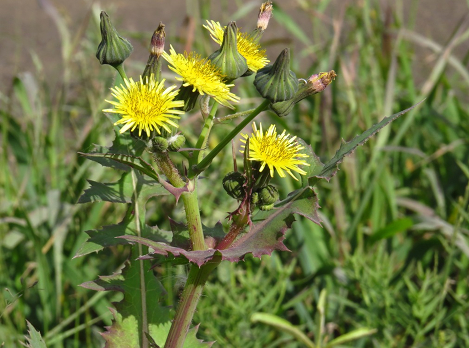 Вред сорняков
