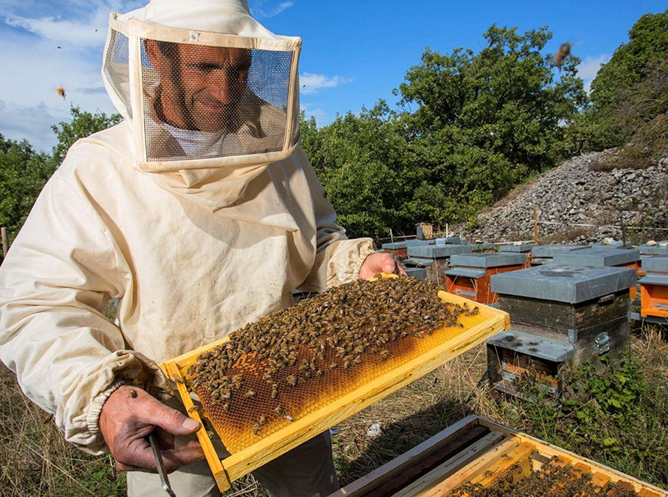 Пчеловод