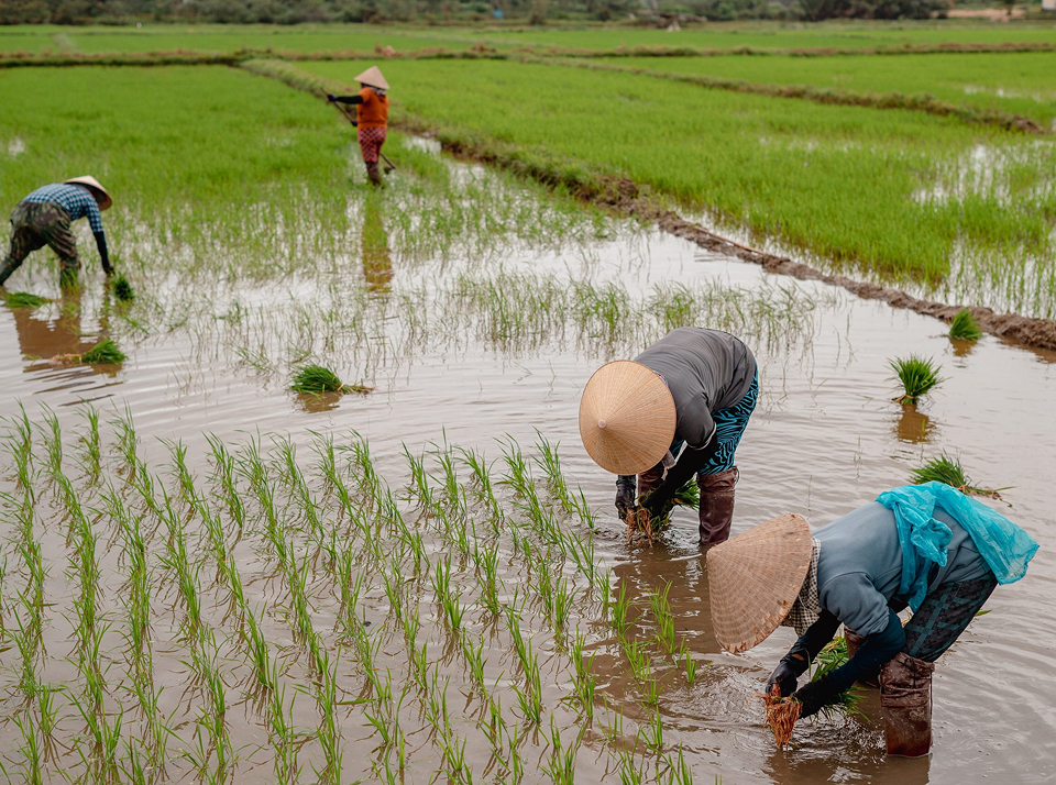 Какие профессии в сельском хозяйстве лучше всего оплачиваются?