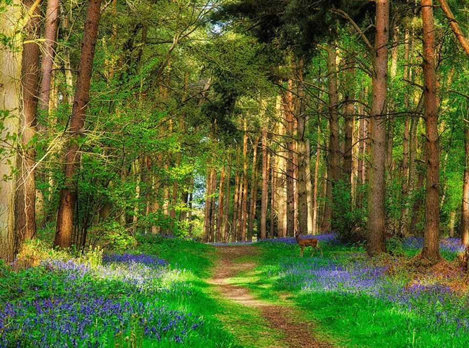 Что такое категория земель и ВРИ