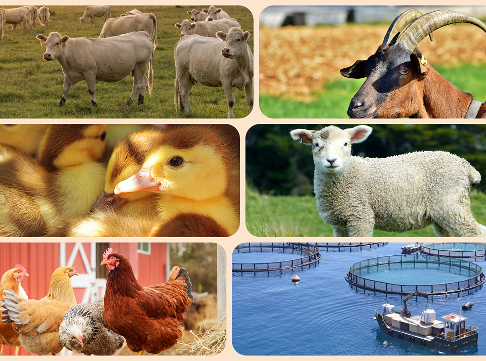 Сферы деятельности КФХ