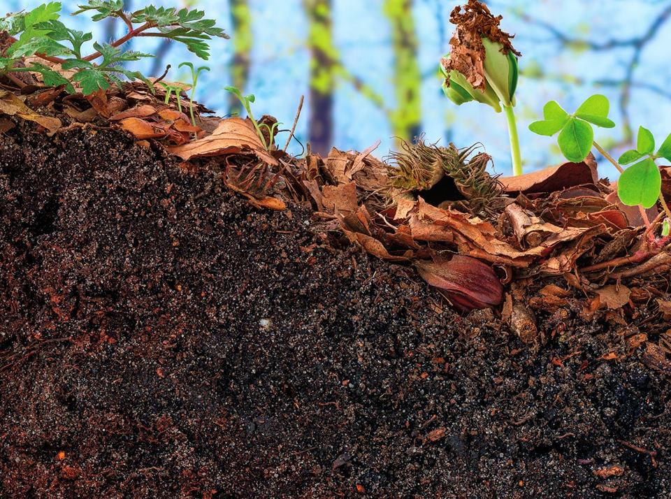 Разница между богатыми и бедными почвами