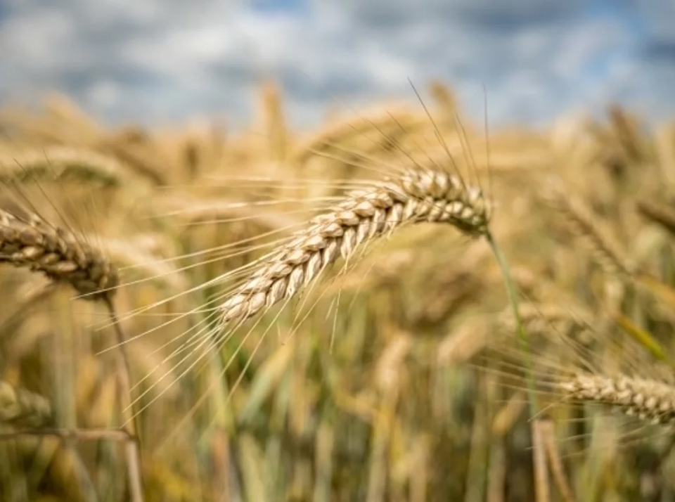 Состояние сельского хозяйства в России