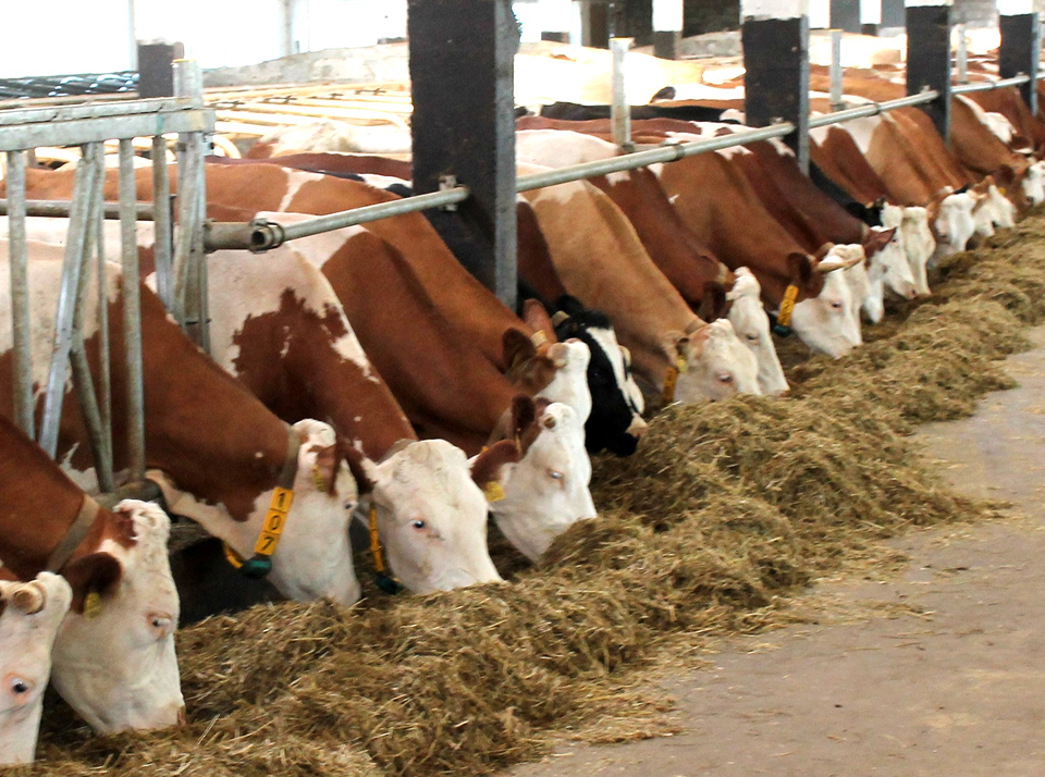 Значение сельского хозяйства