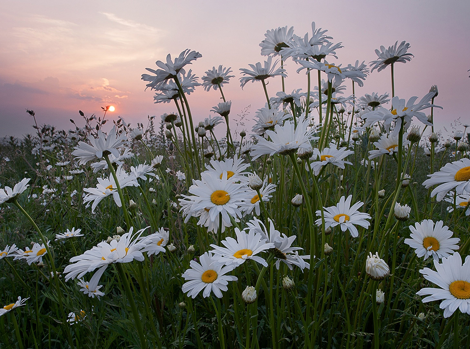 Как рассчитать единый сельскохозяйственный налог