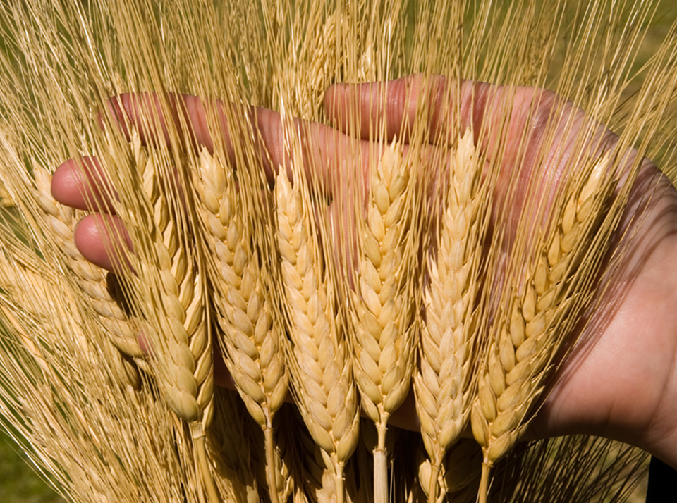 Разработка технологических карт возделывания