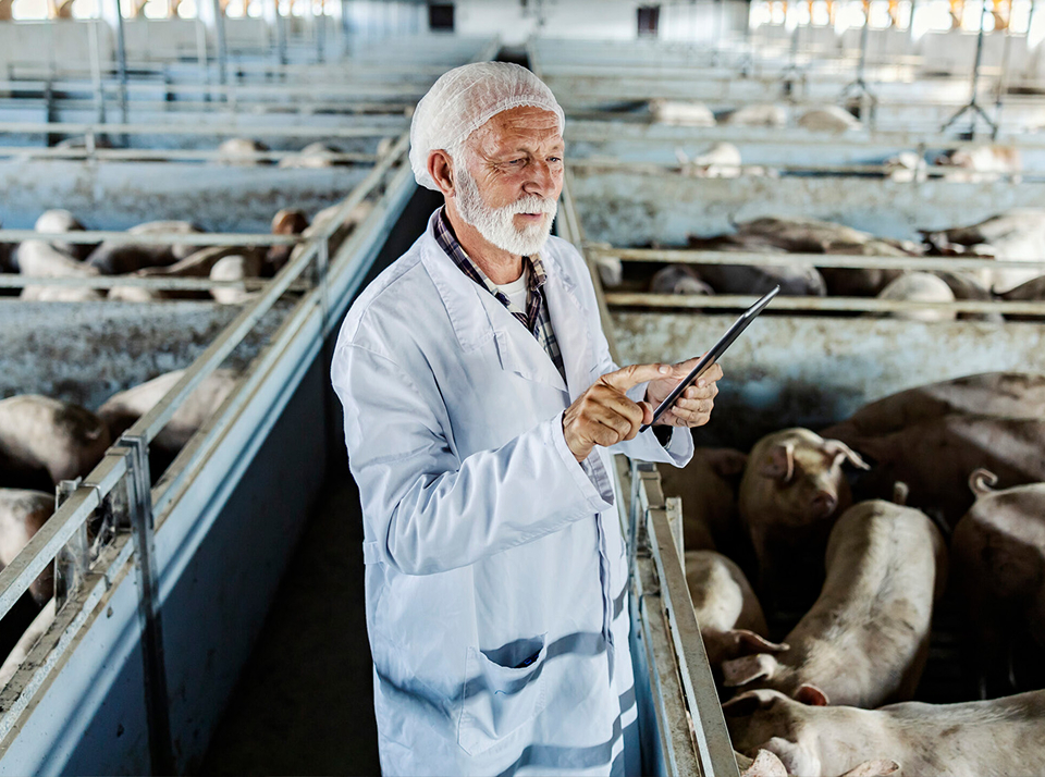 Экологические технологии в животноводстве