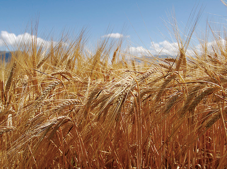 Роль севооборота в выращивании ячменя