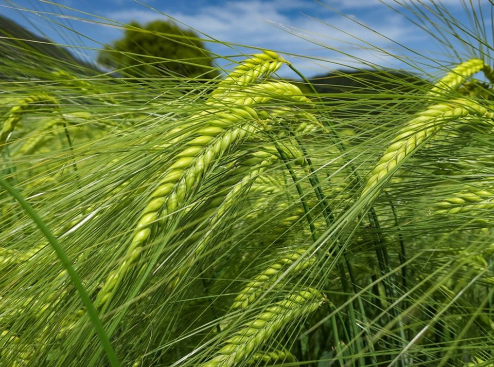 Требования к выращиванию ячменя