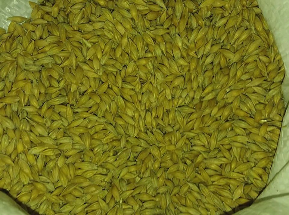 Сорта ярового ячменя