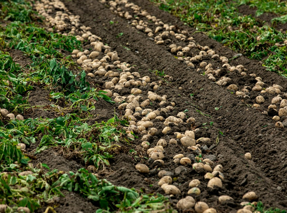 Посадка картофеля трактором без картофелесажалки