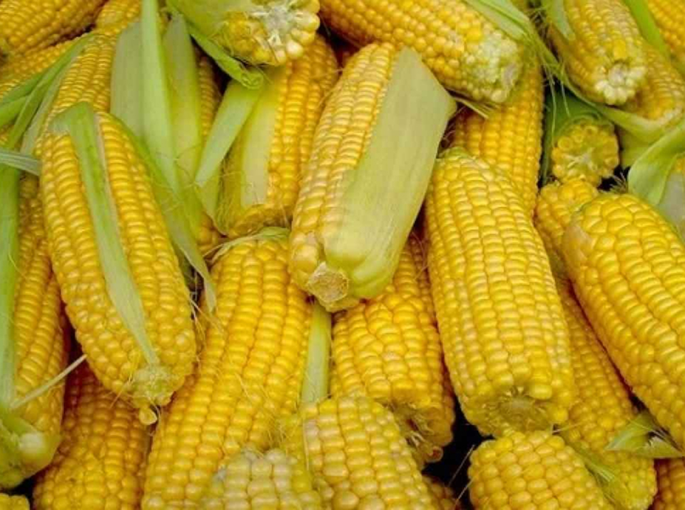 Ценность кукурузы как сельскохозяйственной культуры