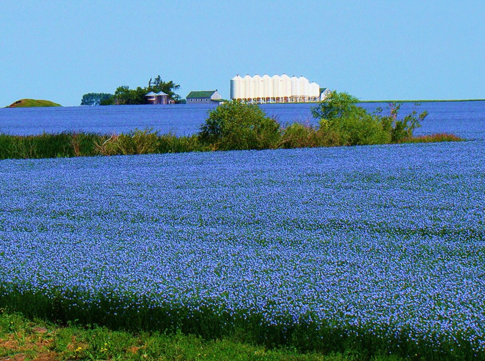 Ценность возделывания льна