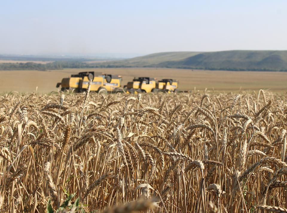 Общие этапы возделывания зерновых культур