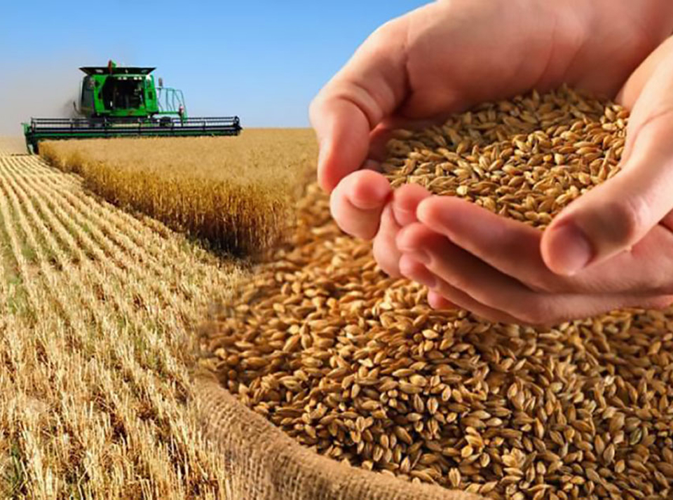 Условия выращивания озимой пшеницы