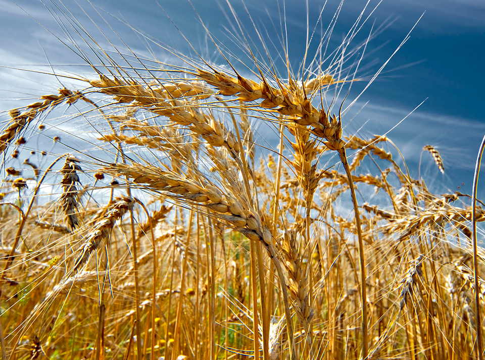 Хранение собранной пшеницы