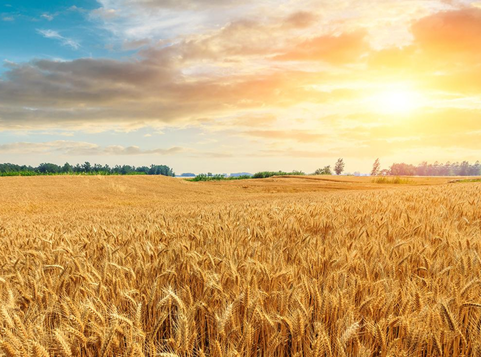 Предпосевная подготовка почвы для выращивания пшеницы