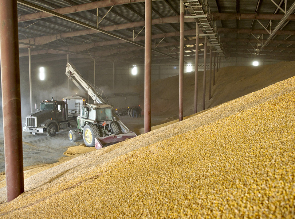 Защита пшеницы от вредителей и болезней