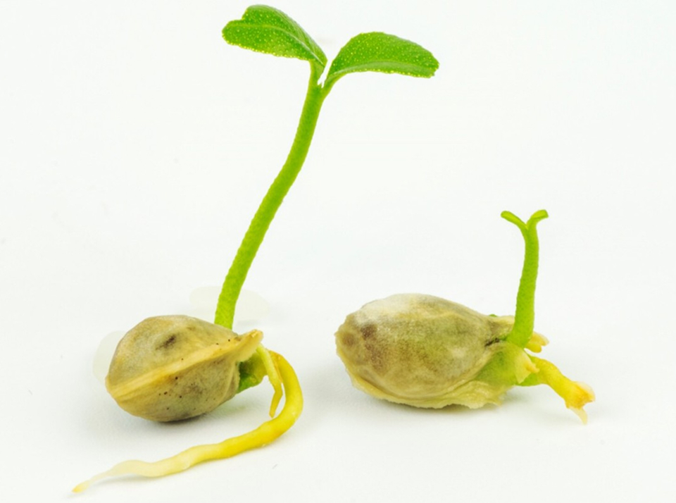 Глубина заделки семян