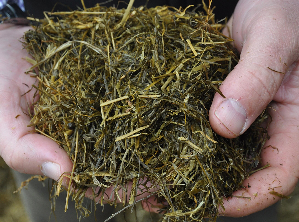 Правила хранения и причины порчи сенажа