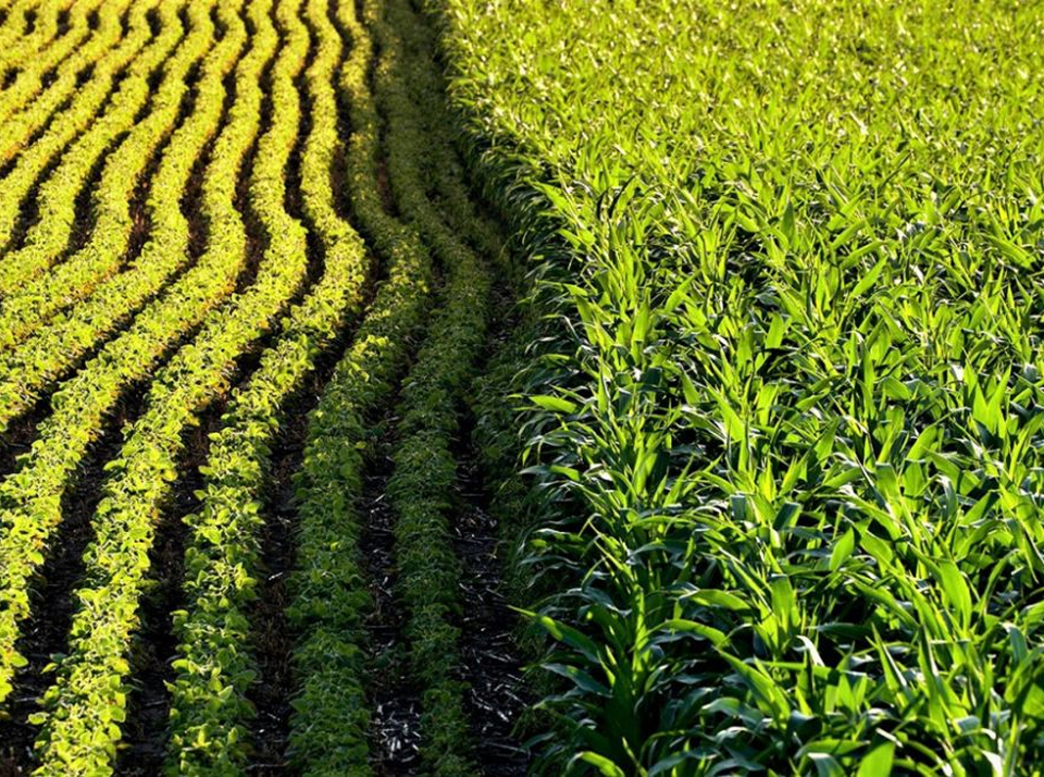 Величина земельного участка крестьянско-фермерского хозяйства